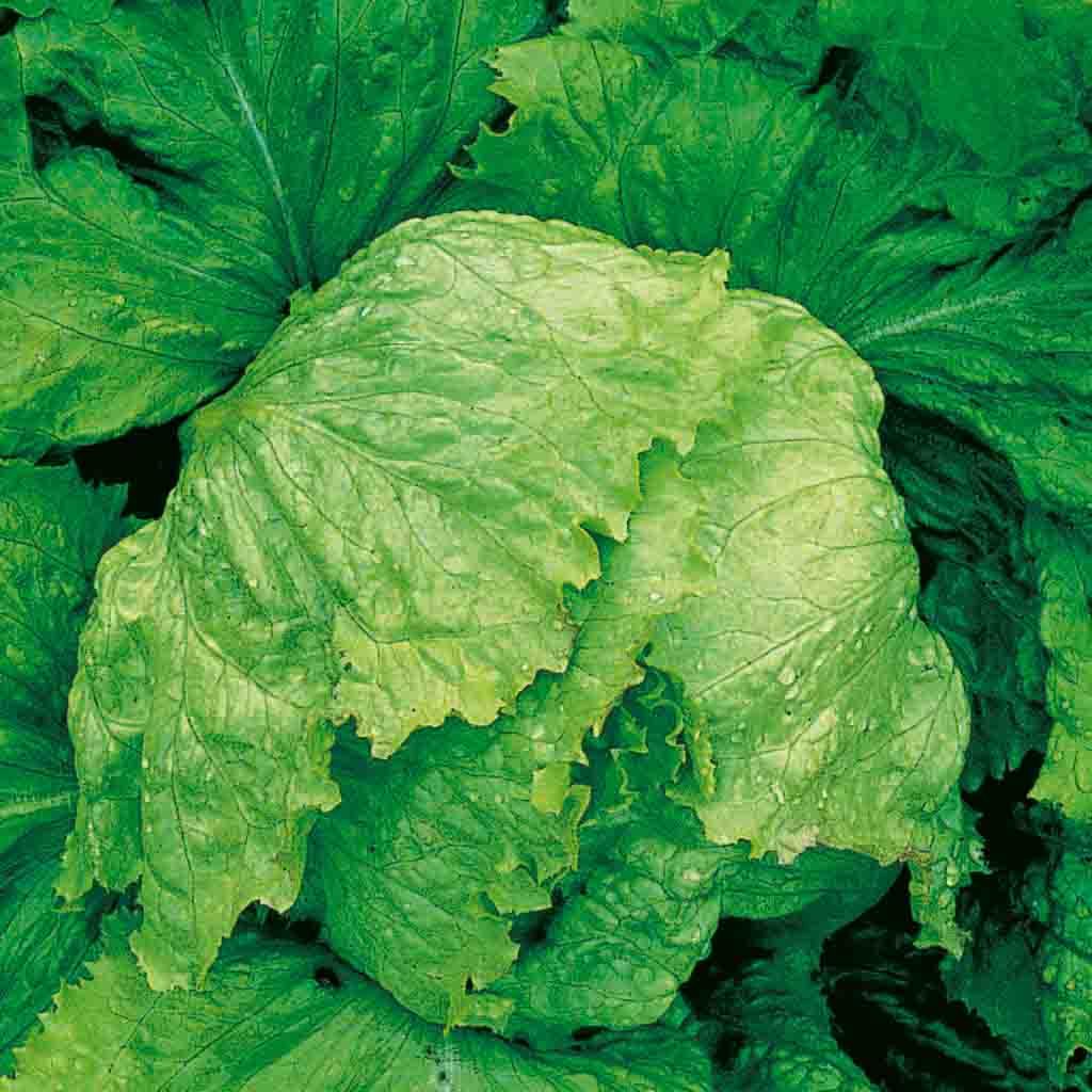 Heirloom Iceberg Lettuce Seeds from Ferry Morse fully grown and mature